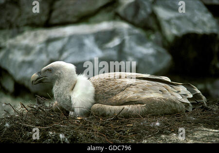 Grifone, Gyps fulvus e adulto su Nest Foto Stock