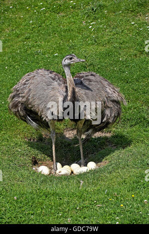 Rhea americana, Rhea americana, adulto seduto sulle uova nel nido Foto Stock