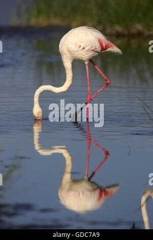 Maggiore il fenicottero rosa Phoenicopterus ruber roseus, Adulti mangiare sotto l'acqua, Nakuru Lake in Kenya Foto Stock