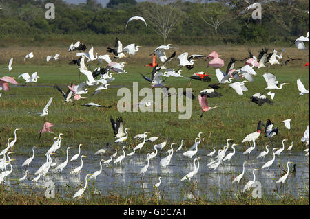 Grande airone bianco, Casmerodius Albus, Gruppo nella palude con Scarlet Ibis rosso-fatturati fischio d'anatra, Roseate spoonbill e di fronte bianco-sibili d'anatra, volo, Los Lianos in Venezuela Foto Stock