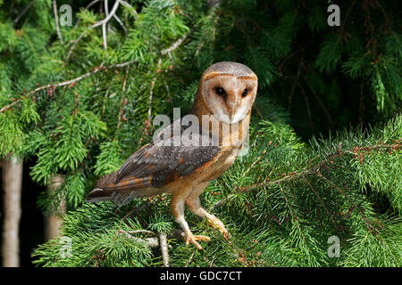 Il barbagianni, Tyto alba, adulti in pino Foto Stock