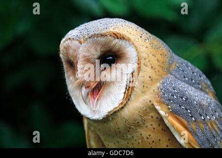 Il barbagianni, Tyto alba, Ritratto di chiamate per adulti Foto Stock