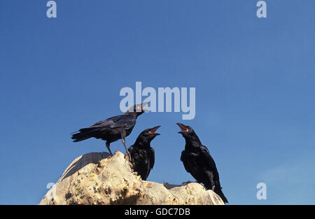 Raven comune, Corvus corax, Adulti chiamando Foto Stock