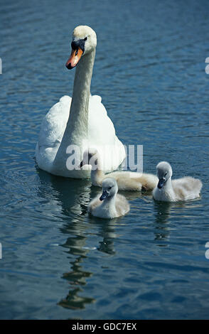 Cigno Cygnus olor, ADULTI CON CYGNET Foto Stock