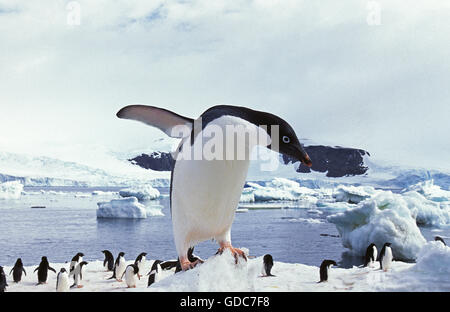 Adelie Penguin Pygoscelis adeliae, Paulet Island in Antartide Foto Stock