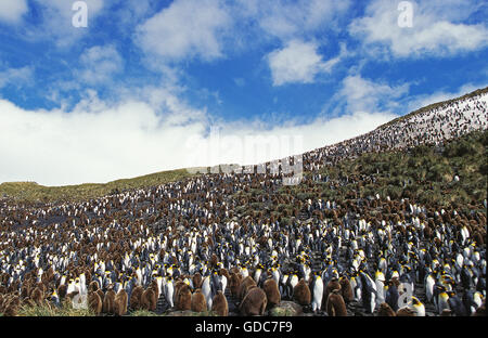 Re pinguino, aptenodytes patagonica, Colony in Salisbury Plain, Georgia del Sud Foto Stock