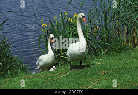 Cigno, Cygnus olor, adulti con pulcino emergenti dall'acqua Foto Stock