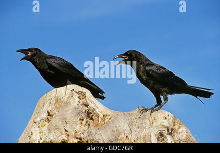 Raven comune, Corvus corax, Adulti chiamando, gracchiare Foto Stock