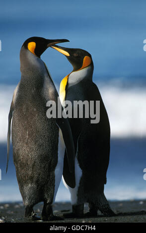 Re Penguin aptenodytes patagonica, coppia in Salisbury Plain, GEORGIA DEL SUD Foto Stock