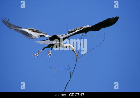 Airone cenerino, Ardea cinerea, adulti in volo con materiale di nidificazione nel becco, Camargue in Francia Foto Stock
