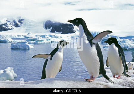 Adelie Penguin Pygoscelis adeliae, gruppo sul campo di ghiaccio, Paulet Island in Antartide Foto Stock