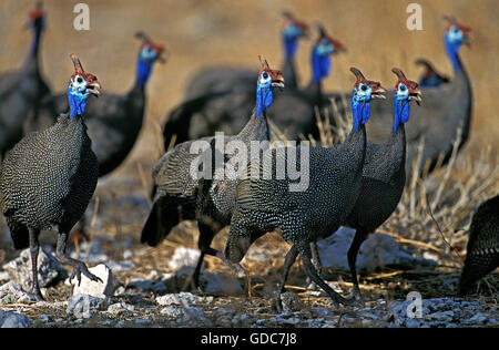 Helmeted le faraone, Numida meleagris, Gruppo in Kenya Foto Stock