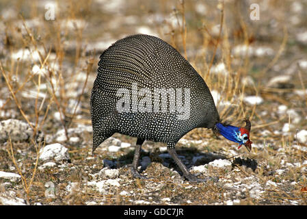 Helmeted le faraone, Numida meleagris, adulti in cerca di cibo, Kenya Foto Stock