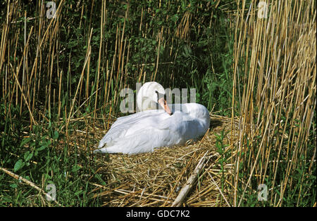 Cigno Cygnus olor, adulto su NEST Foto Stock