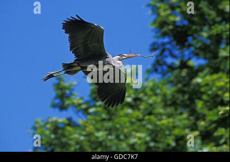 Airone cenerino, Ardea cinerea, adulti in volo con materiale di nidificazione nel becco, Camargue in Francia Foto Stock