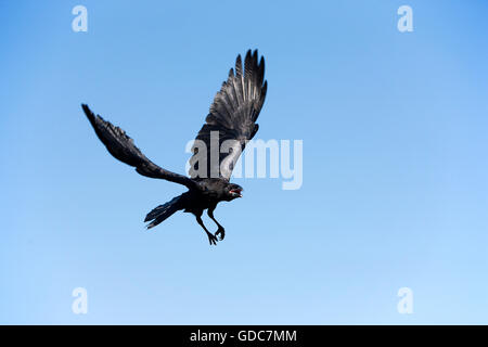 Raven comune, Corvus corax, adulti in volo contro il cielo blu Foto Stock