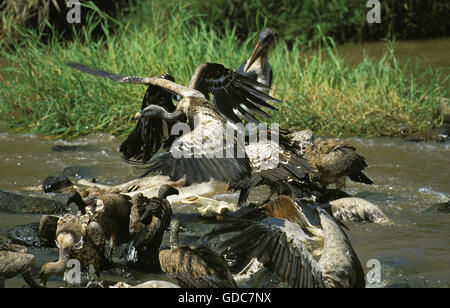 La Ruppell avvoltoio, gyps rueppelli, gruppo di mangiare Gnu carcassa in fiume di Mara, Masai Mara Park in Kenya Foto Stock