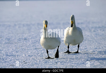 Whooper Swan, cygnus cygnus, coppia camminare sul lago ghiacciato, Isola Hokkaido in Giappone Foto Stock