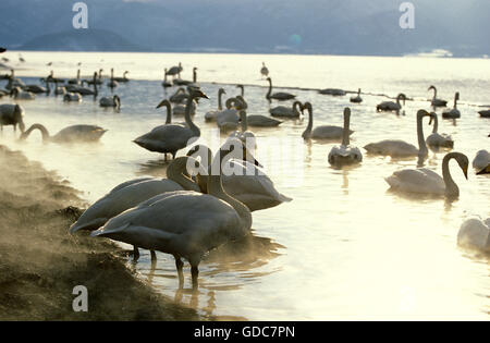 Whooper Swan, cygnus cygnus, gruppo di adulti nuoto parzialmente agevolato sul lago ghiacciato, Isola Hokkaido in Giappone Foto Stock