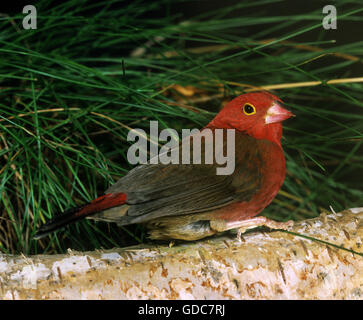 Red-Billed Firefinch, lagonosticta senegala Foto Stock