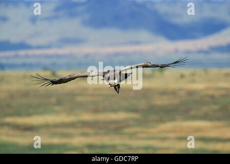 La RUPPELL VULTURE gyps rueppellii, adulti in volo, KENYA Foto Stock