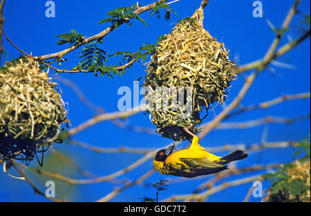 Village Weaver, ploceus cucullatus, edificio maschio nido, Tanzania Foto Stock