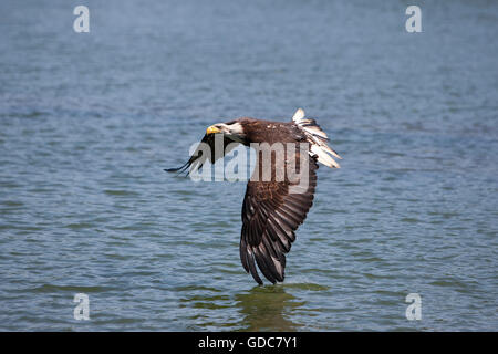 Aquila calva Haliaeetus leucocephalus, capretti in volo Foto Stock