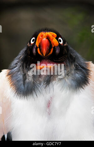 KING VULTURE sarcoramphus papa, ritratto di adulto Foto Stock