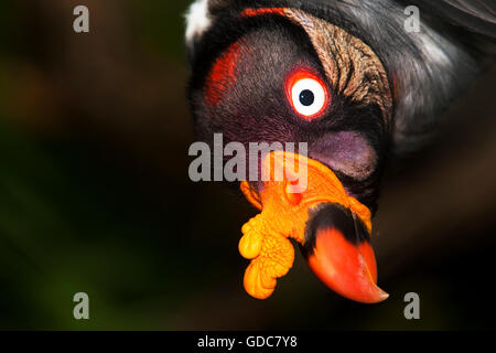 Testa di King Vulture sarcoramphus papa Foto Stock