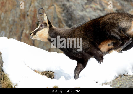 Il camoscio in inverno Foto Stock