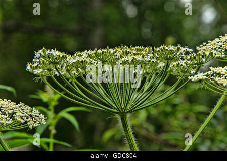 Mucca pastinaca,pastinaca,STATI UNITI D'AMERICA,heracleum sphondylium,impianto Foto Stock