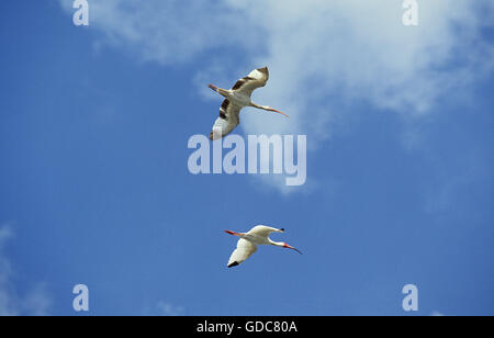 Bianco, Ibis eudocimus albus, adulti in volo contro il cielo blu Foto Stock