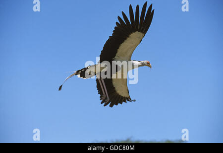 Segretario BIRD Sagittarius serpentarius battenti contro il cielo blu Foto Stock