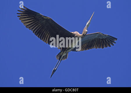 Airone blu ardea Erodiade, adulti battenti contro il cielo blu, FLORIDA Foto Stock