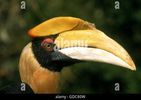Grande HORNBILL buceros simum, becco di close-up di pazienti adulti Foto Stock