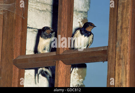 BARN SWALLOW Hirundo rustica Foto Stock