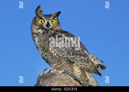 Grande Gufo cornuto, bubo virginianus, adulto contro il cielo blu Foto Stock