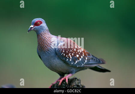 Chiazzato pigeon, columba guinea, adulto, Sud Africa Foto Stock