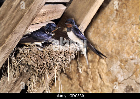 Barn Swallow, Hirundo rustica, adulto alimentazione di pulcini a nido, in Normandia Foto Stock