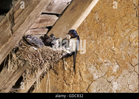 Barn Swallow, Hirundo rustica, adulto alimentazione di pulcini a nido, in Normandia Foto Stock