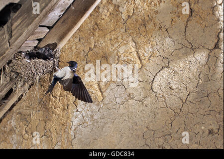 Barn Swallow, Hirundo rustica, adulto alimentazione di pulcini a nido, in Normandia Foto Stock