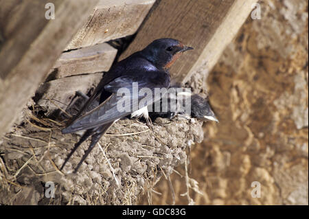 Barn Swallow, Hirundo rustica, adulti con pulcini a nido, in Normandia Foto Stock
