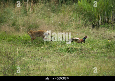 Red Fox, vulpes vulpes, adulto a caccia di un fagiano comune Phasianus colchicus, Normandia Foto Stock