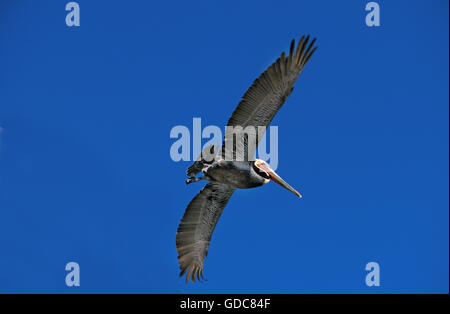 Brown Pelican, Pelecanus occidentalis, adulti in volo, Perou Foto Stock