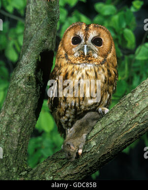 Eurasian Allocco Strix aluco con una preda, una casa mouse nella sua artigli Foto Stock