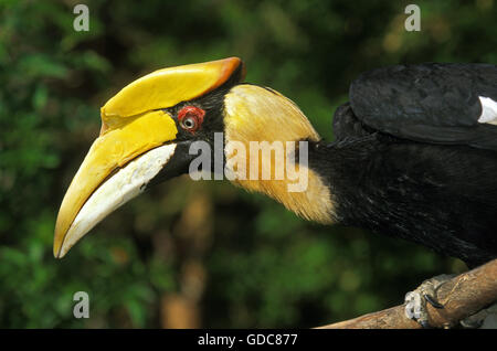 Grande Hornbill, buceros simum, Ritratto di adulto Foto Stock