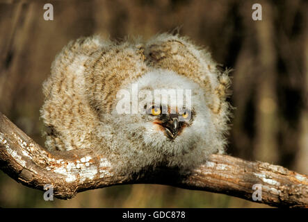 Grande Gufo cornuto, bubo virginianus, Giovani in posizione difensiva Foto Stock