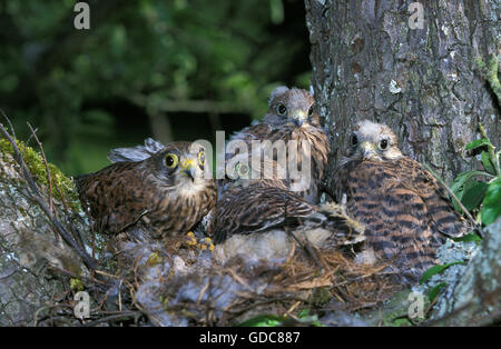 Comune, il Gheppio Falco tinnunculus, Youngs nel nido, Normandia Foto Stock