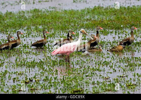 Roseatte spatola platalea ajaja e Red-Billed fischio d'anatra, dendrocygna automnalis, Los Lianos in Venezuela Foto Stock