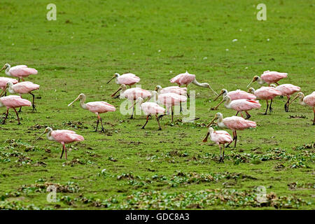 Roseatte spatola platalea ajaja, Gruppo nella palude, Los Lianos in Venezuela Foto Stock